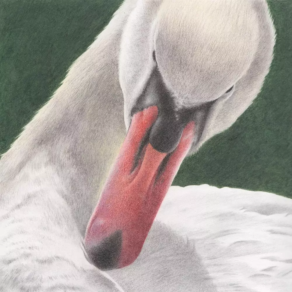 Mute Swan Coloured Pencil Illustration
